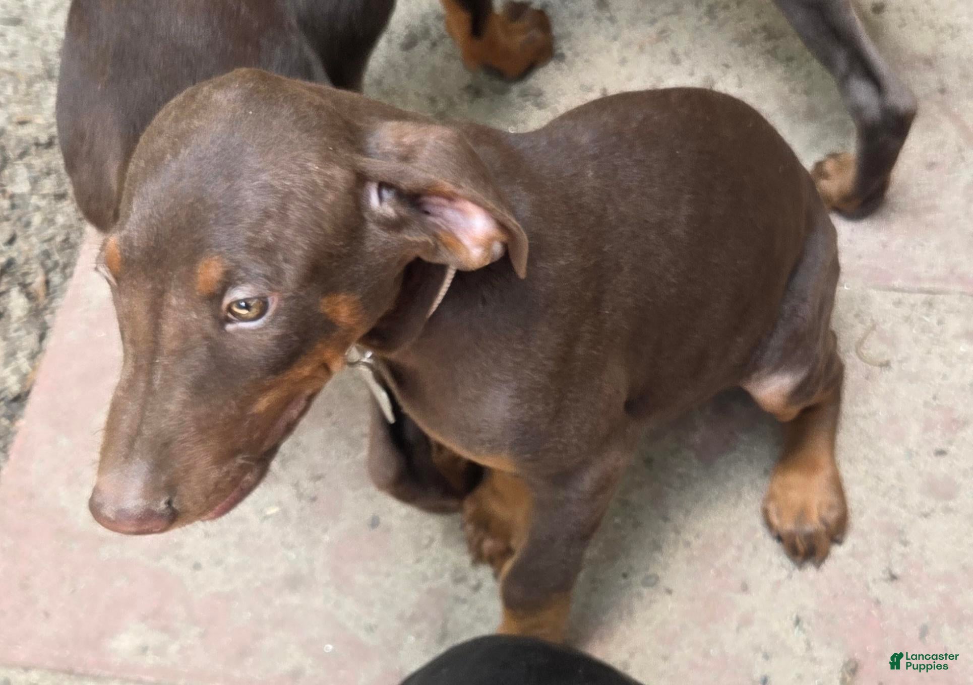 Doberman Pinscher dogs Bruno - Ad 2