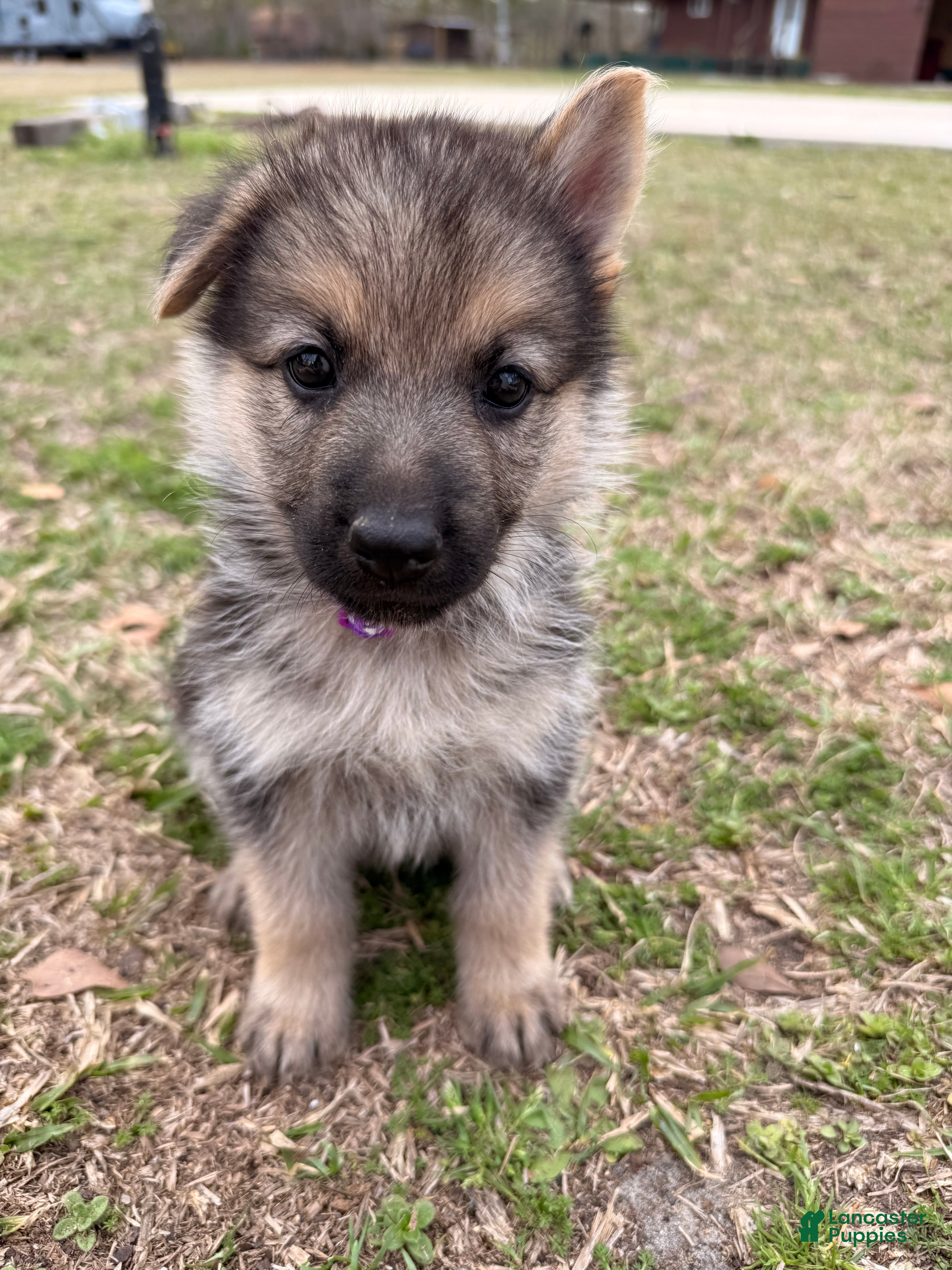 German Shepherd dogs Ivy - Ad 3