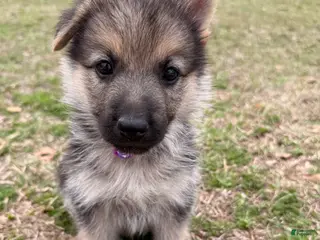 German Shepherd dogs Ivy - Ad 3