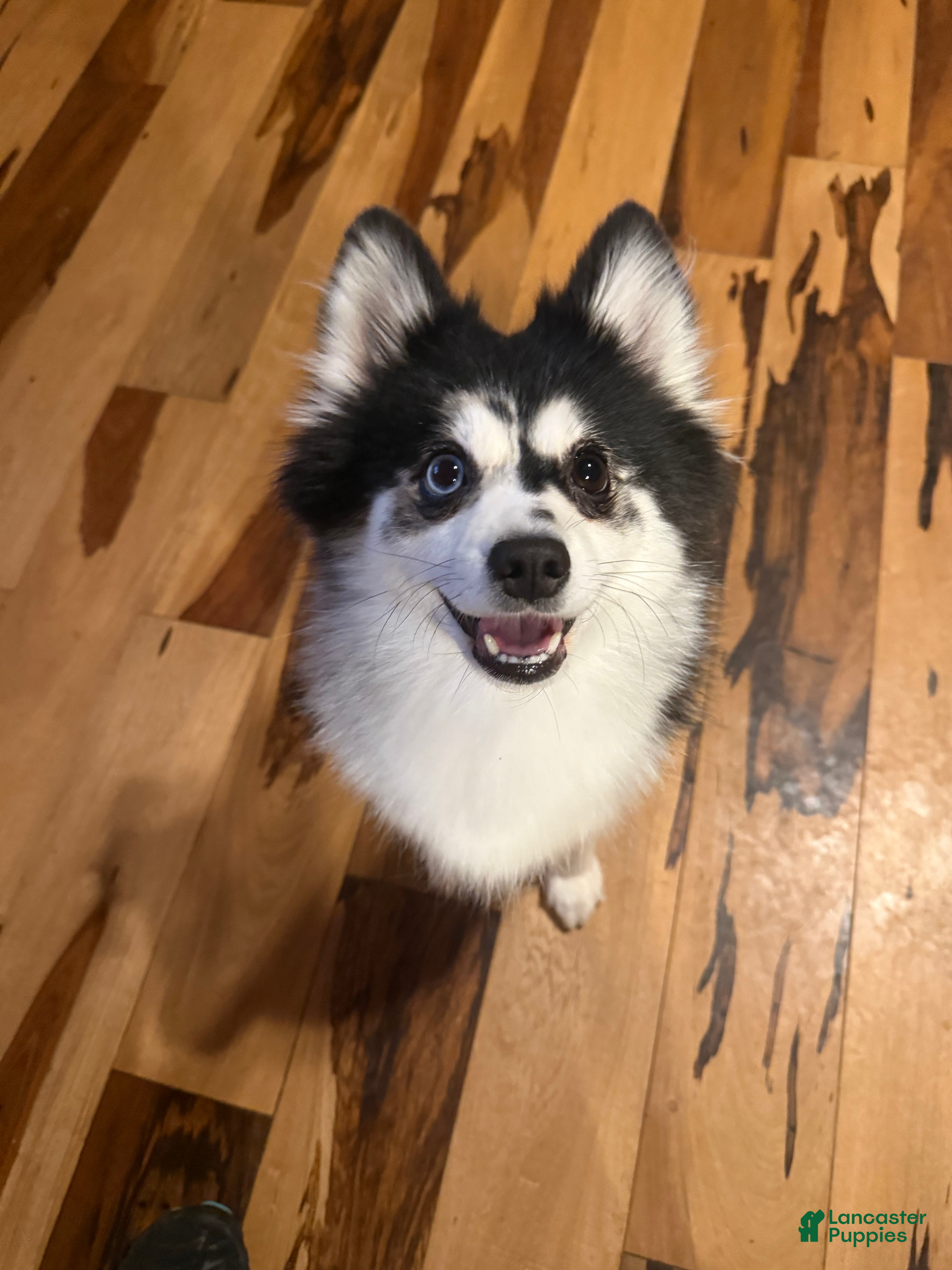 Mixed Breed dogs Mixed Breed Puppy 3 - Ad 2