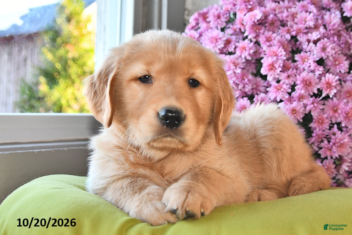 Golden Retriever dogs for sale: Rocky - Ad 2