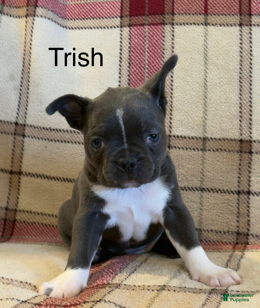 Frenchton dogs for sale: Trish - Ad 1
