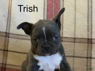 Frenchton dogs Trish - Ad 4