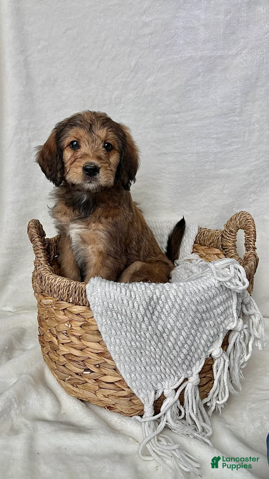 Bernedoodle dogs for sale: Sophie - Ad 3