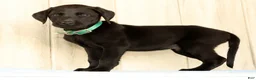 Labrador Retriever dogs for sale: Bruce - Ad 3