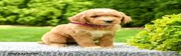 Mini Goldendoodle dogs for sale: Harley - Ad 2