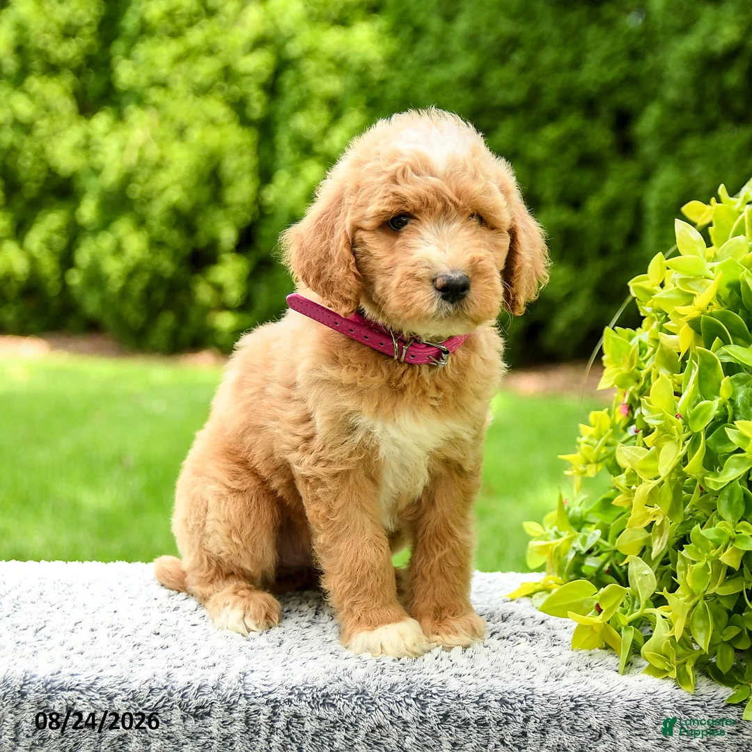 Mini Goldendoodle dogs for sale: Harley - Ad 2