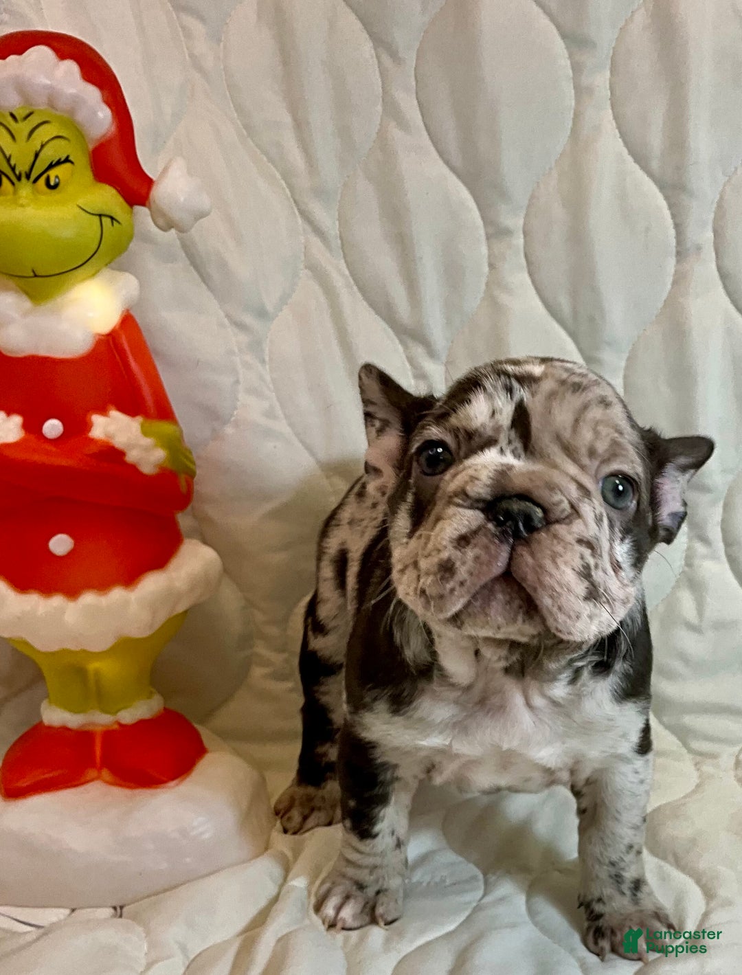 French Bulldog dogs for sale: Arrow - Ad 14