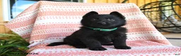 German Shepherd dogs for sale: Lamar - Ad 4