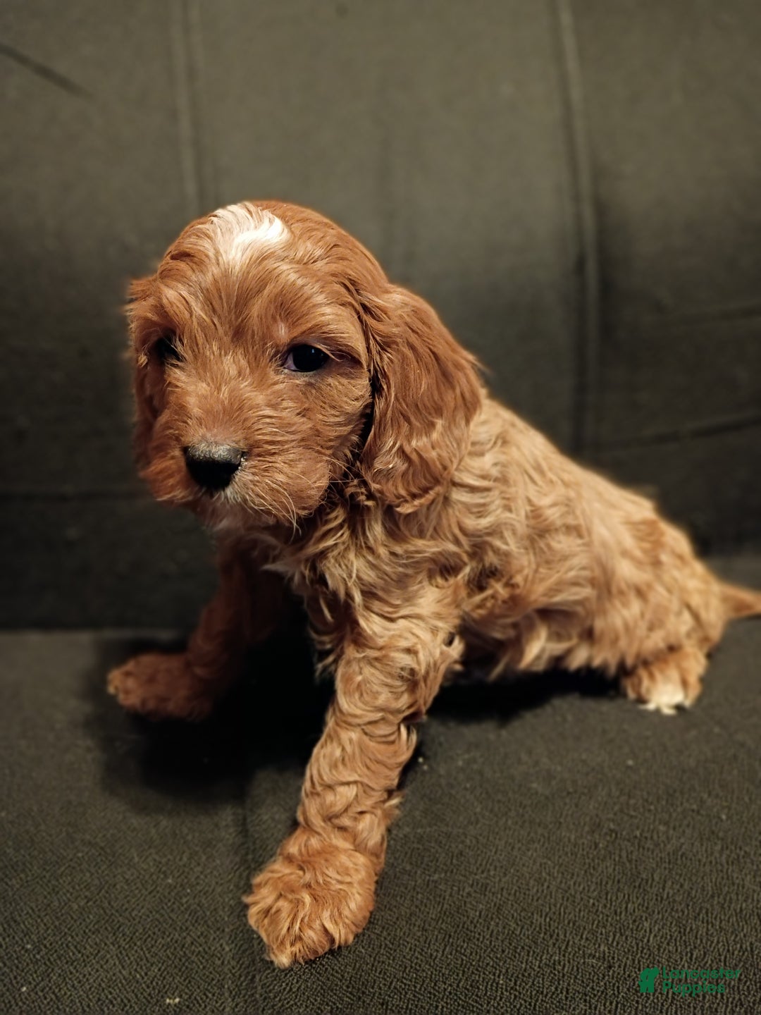 Cavapoo dogs for sale: Charlie - Ad 4