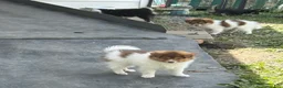 Mixed Breed dogs for sale: Mixed Breed 4 - Ad 2