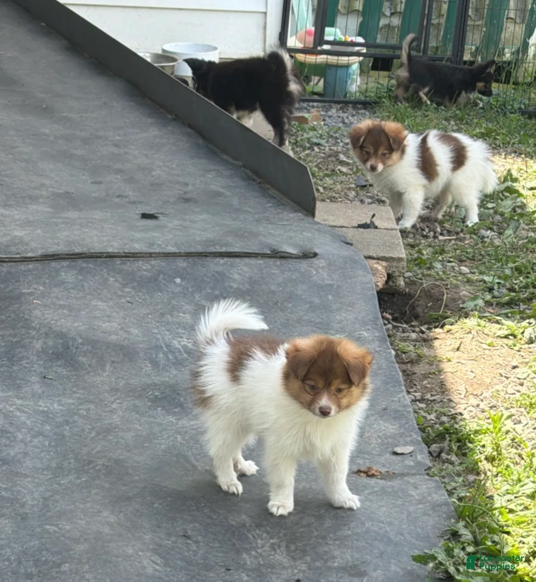Mixed Breed dogs for sale: Mixed Breed 4 - Ad 2