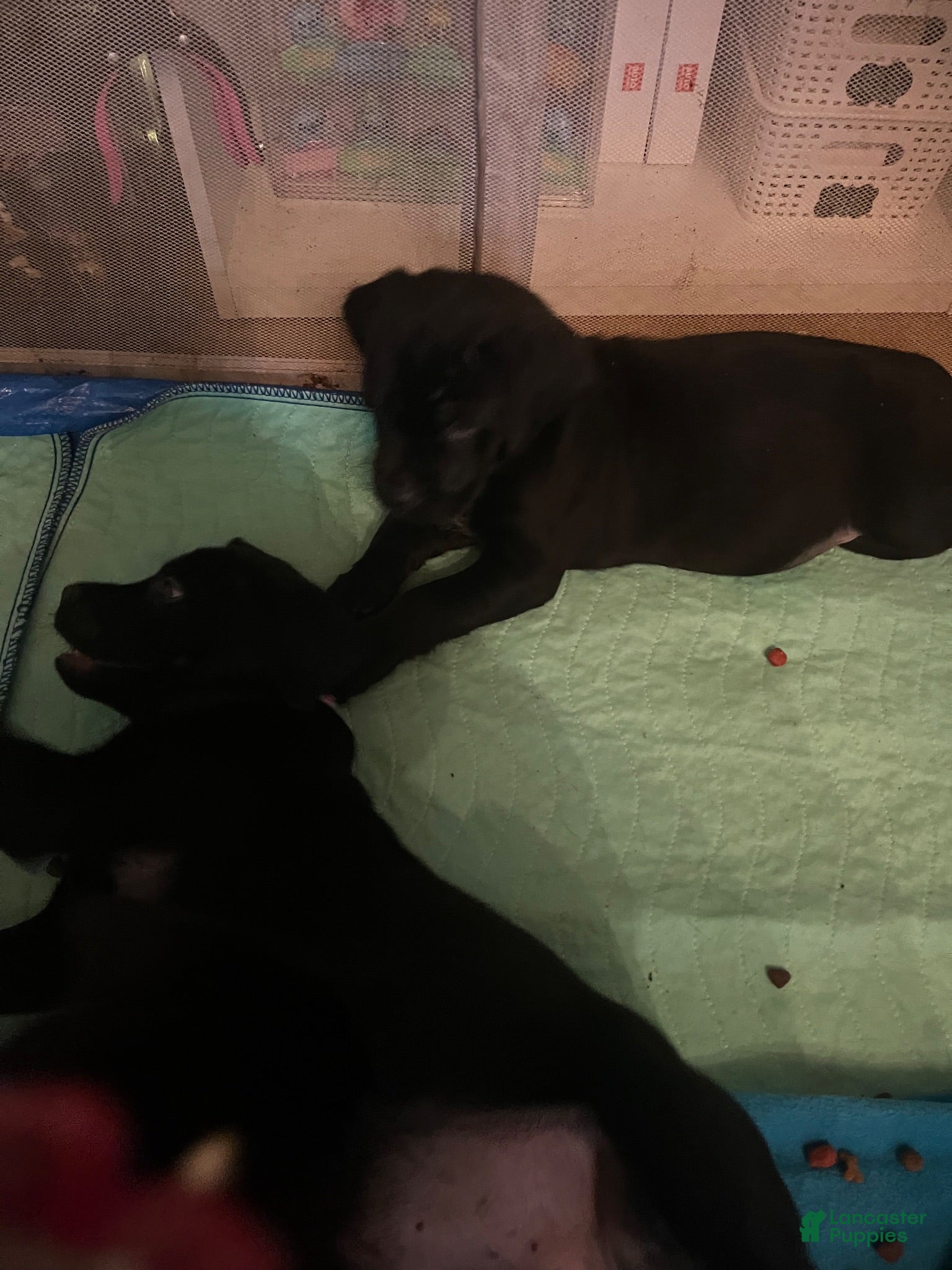 Mixed Breed dogs Mixed Breed 1 - Ad 1