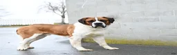 Saint Bernard dogs for stud: Saint Bernard - Ad 5