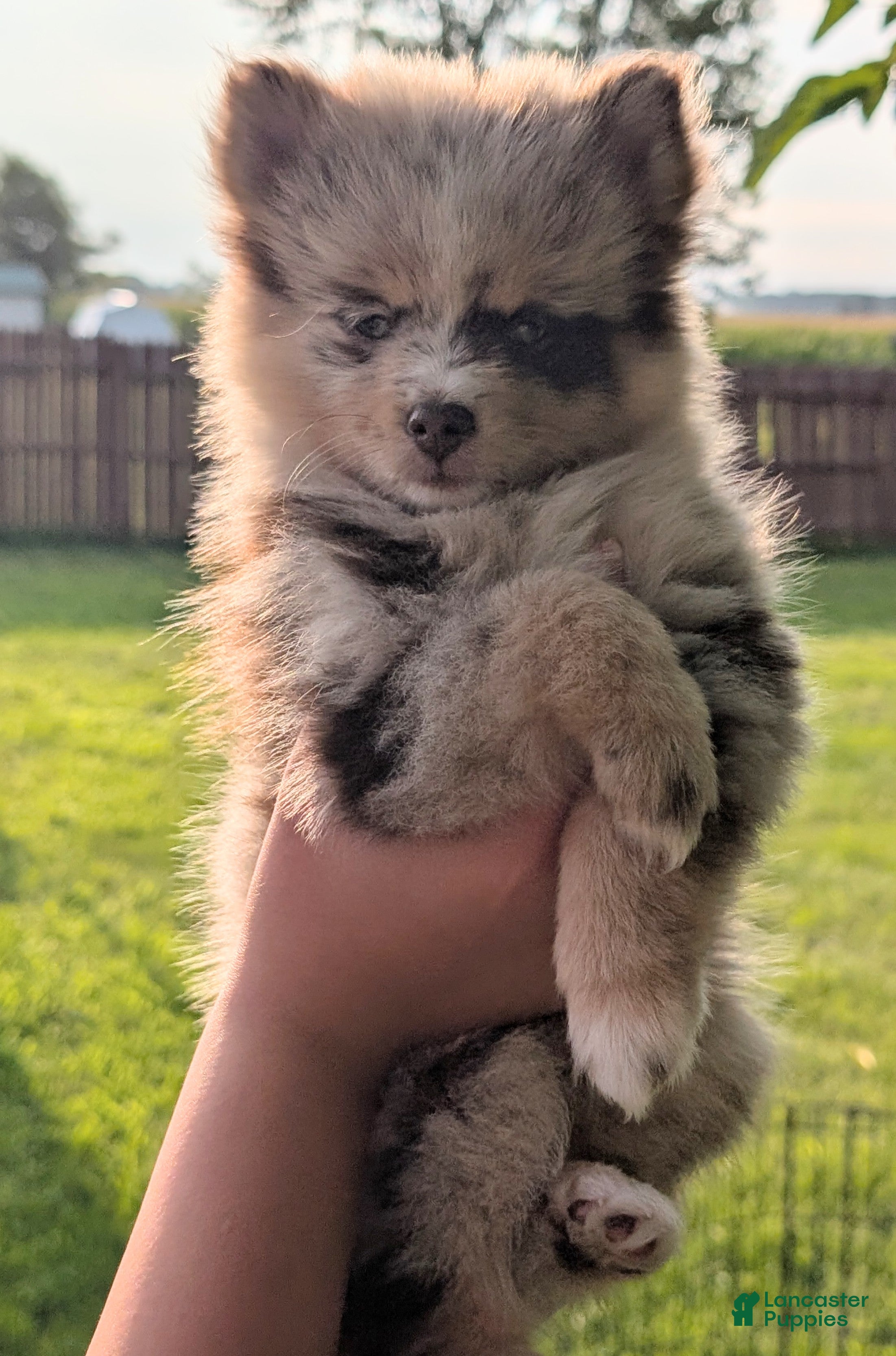 Pomsky dogs Dallas  - Ad 19