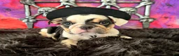 English Bulldog dogs for sale: Frida - Ad 5