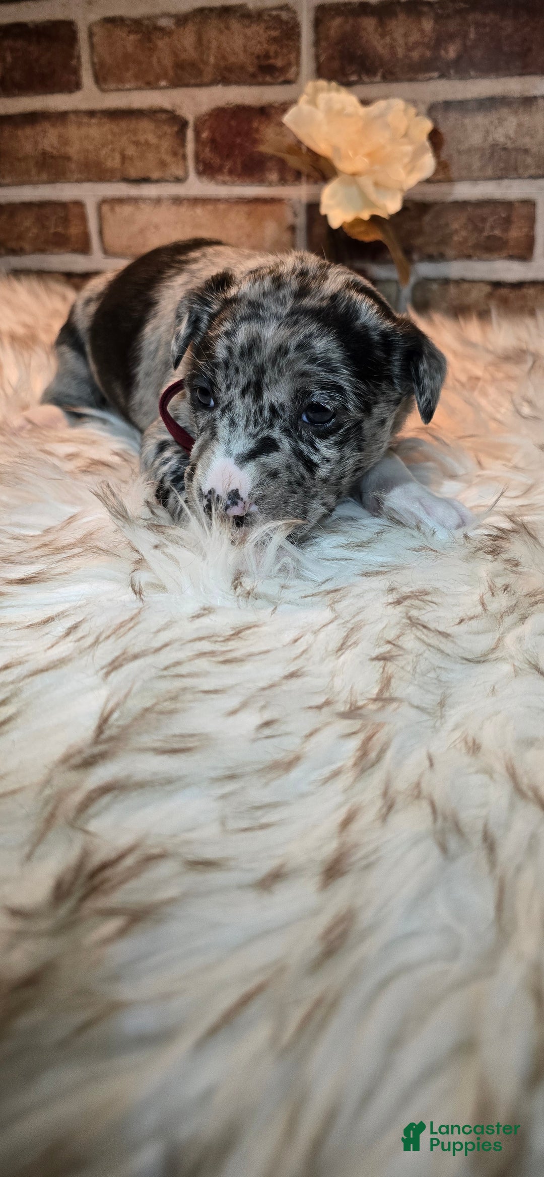Mixed Breed dogs for sale: Willow - Ad 6