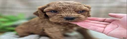 Cockapoo dogs for sale: Nigel - Ad 16
