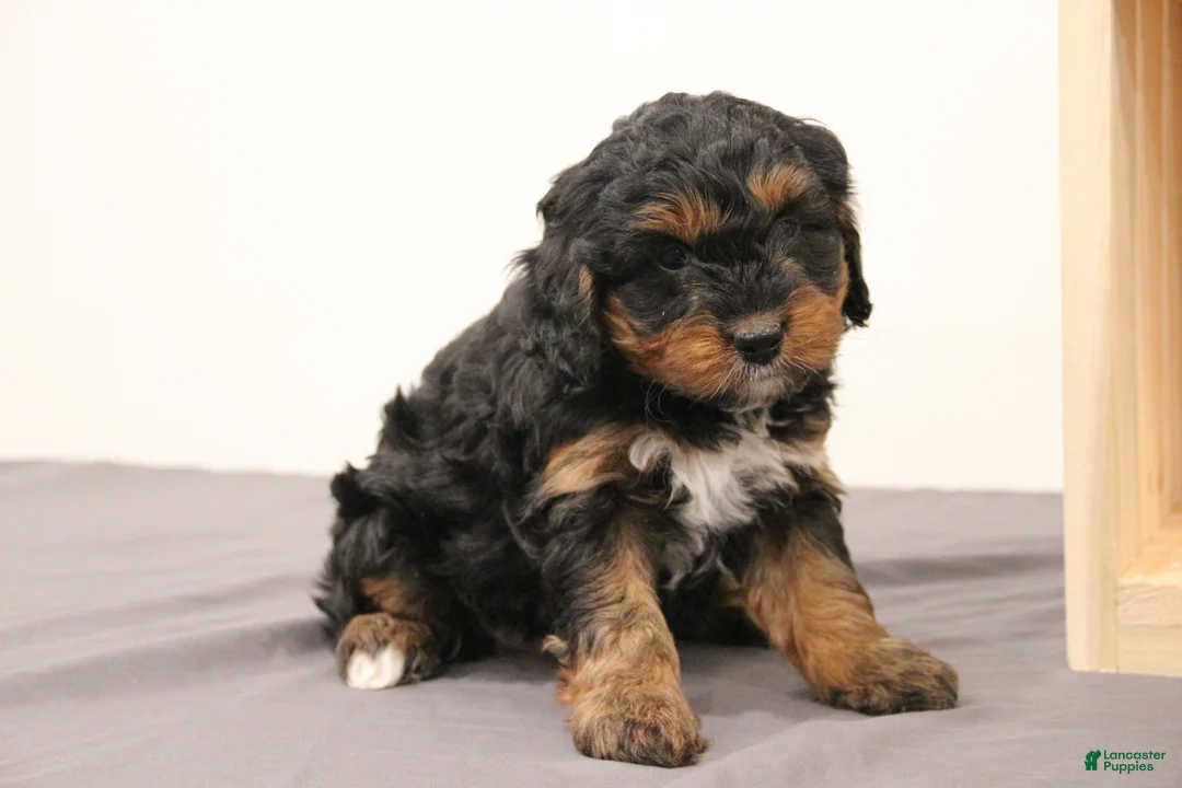 Mini Bernedoodle dogs for sale: Teddy - Ad 3