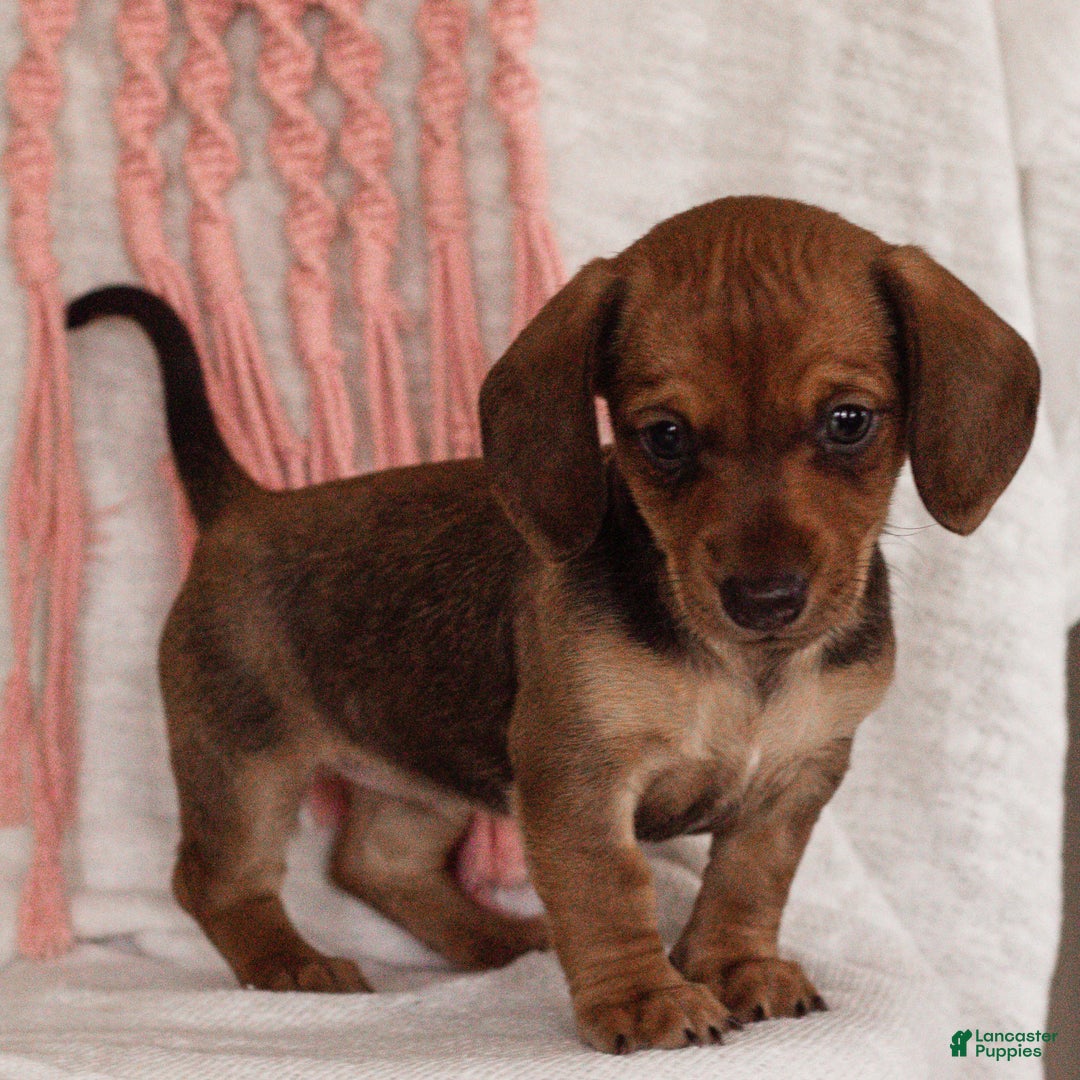 Miniature Dachshund dogs for sale: Ginger  - Ad 2