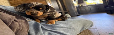 Miniature Dachshund 3