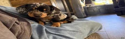 Miniature Dachshund dogs for sale: Miniature Dachshund 3 - Ad 1