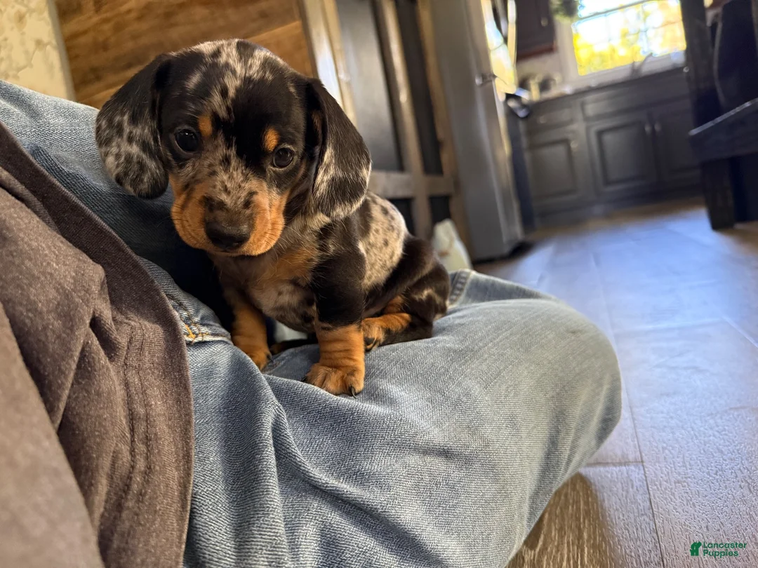 Miniature Dachshund dogs for sale: Miniature Dachshund 3 - Ad 1