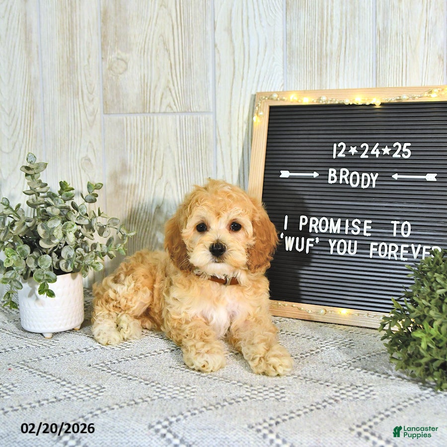 Cockapoo dogs Brody EXTRA SMALL - Ad 2