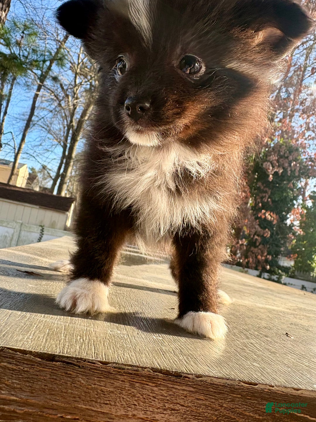 Mixed Breed dogs for sale: Archie - Ad 3