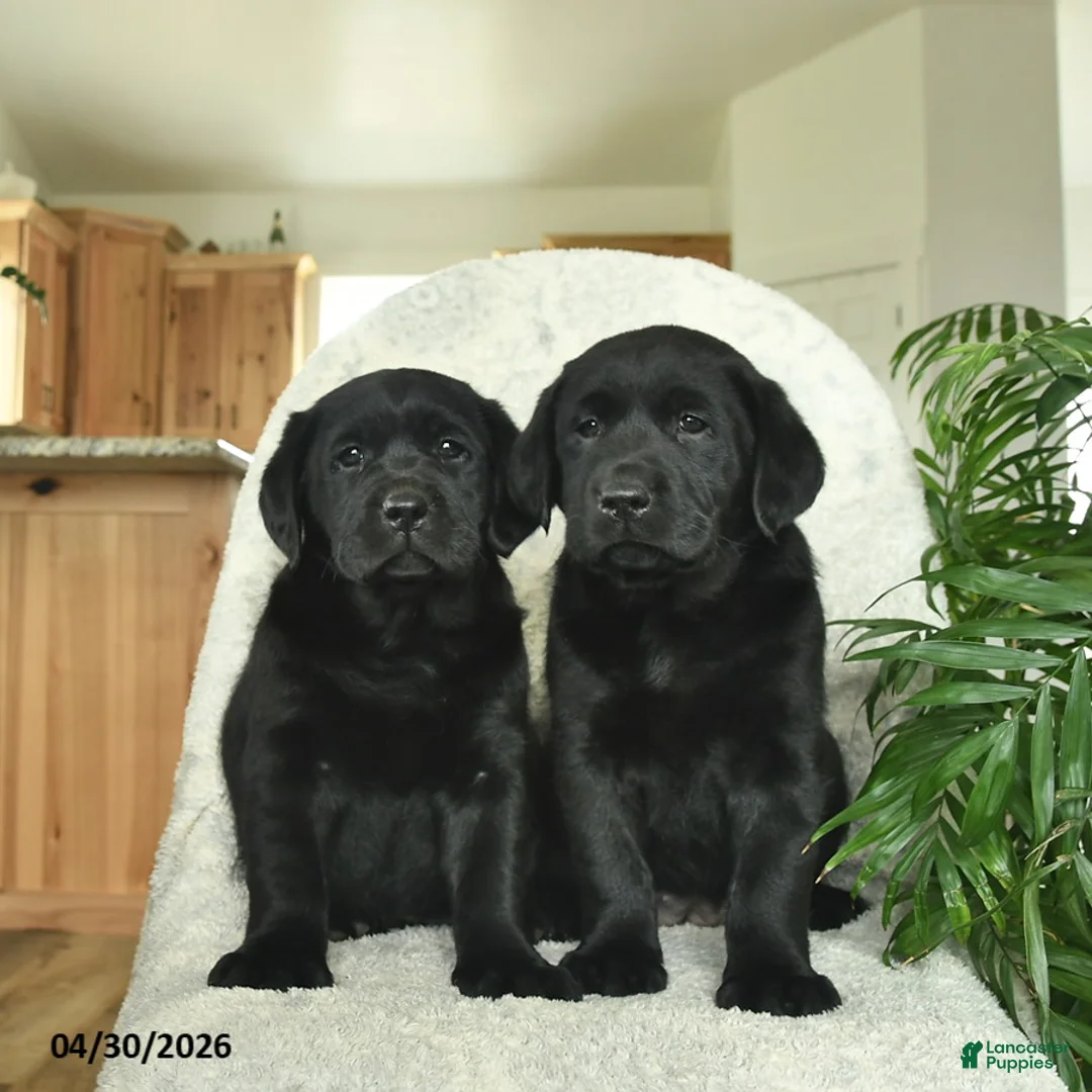 Labrador Retriever dogs for sale: Misty  - Ad 5