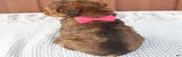 Toy Poodle dogs for sale: Hazel - Ad 6