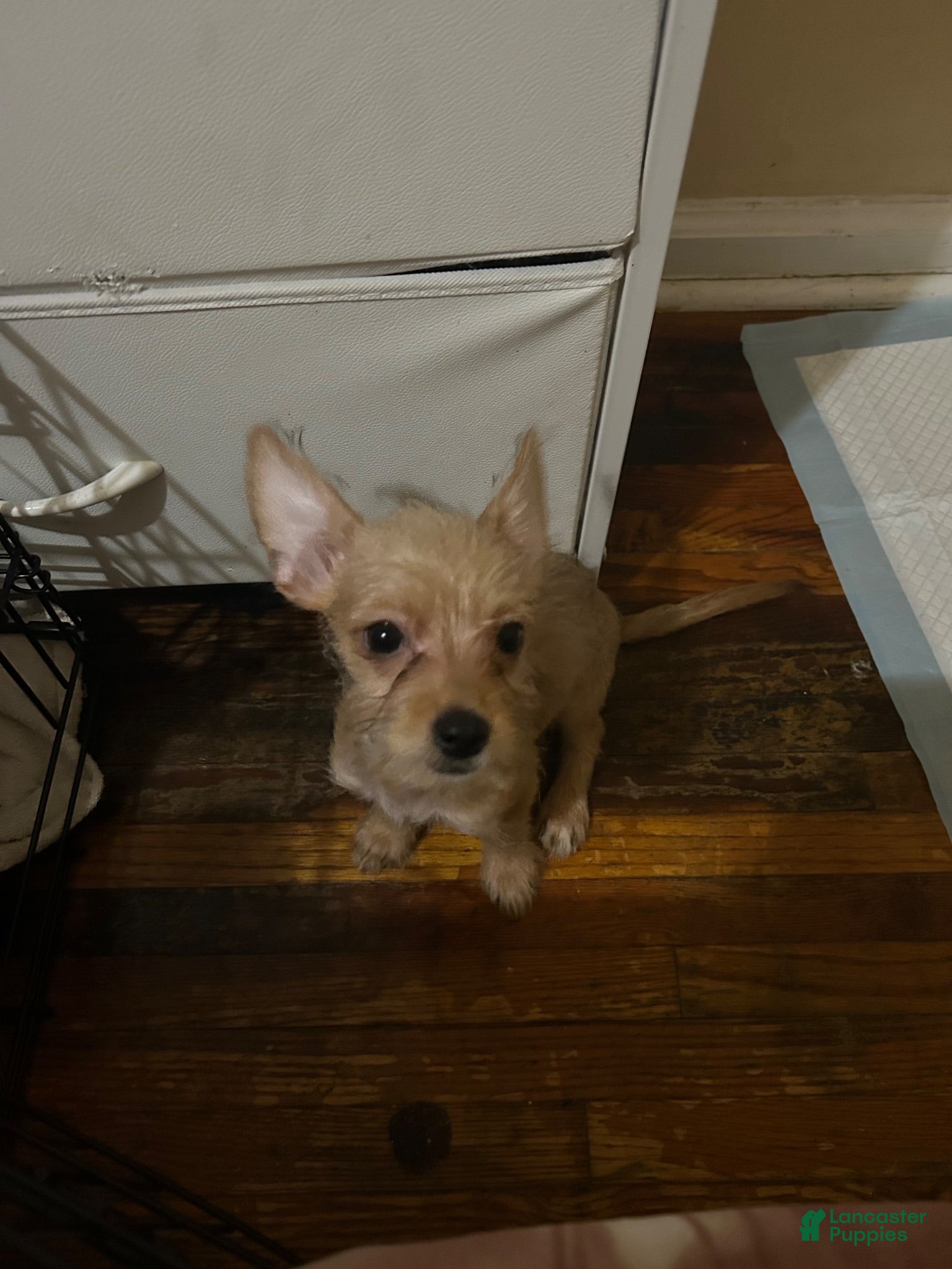 Chorkie dogs Ghost - Ad 5
