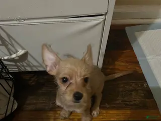 Chorkie dogs Ghost - Ad 7