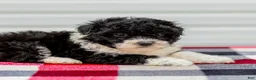Mini Aussiedoodle dogs for sale: Cindy - Ad 5