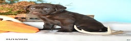 Labrador Retriever dogs for sale: Ember - Ad 1