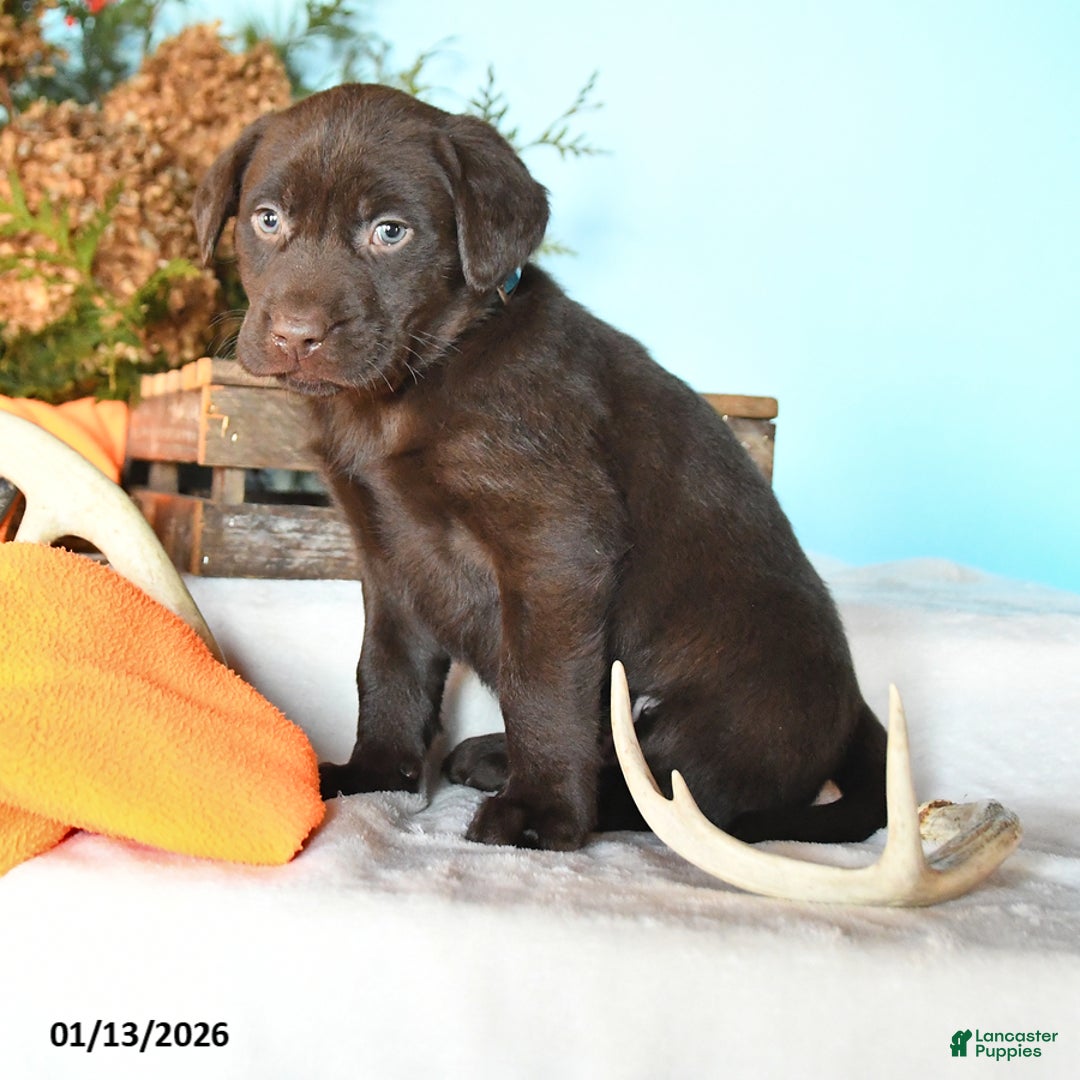 Labrador Retriever dogs for sale: Ember - Ad 1