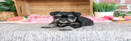 Miniature Schnauzer dogs for sale: Tina - Ad 4
