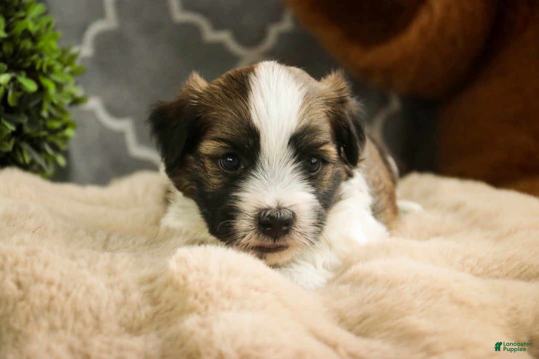 Havanese dogs for sale: Ranger - Ad 2