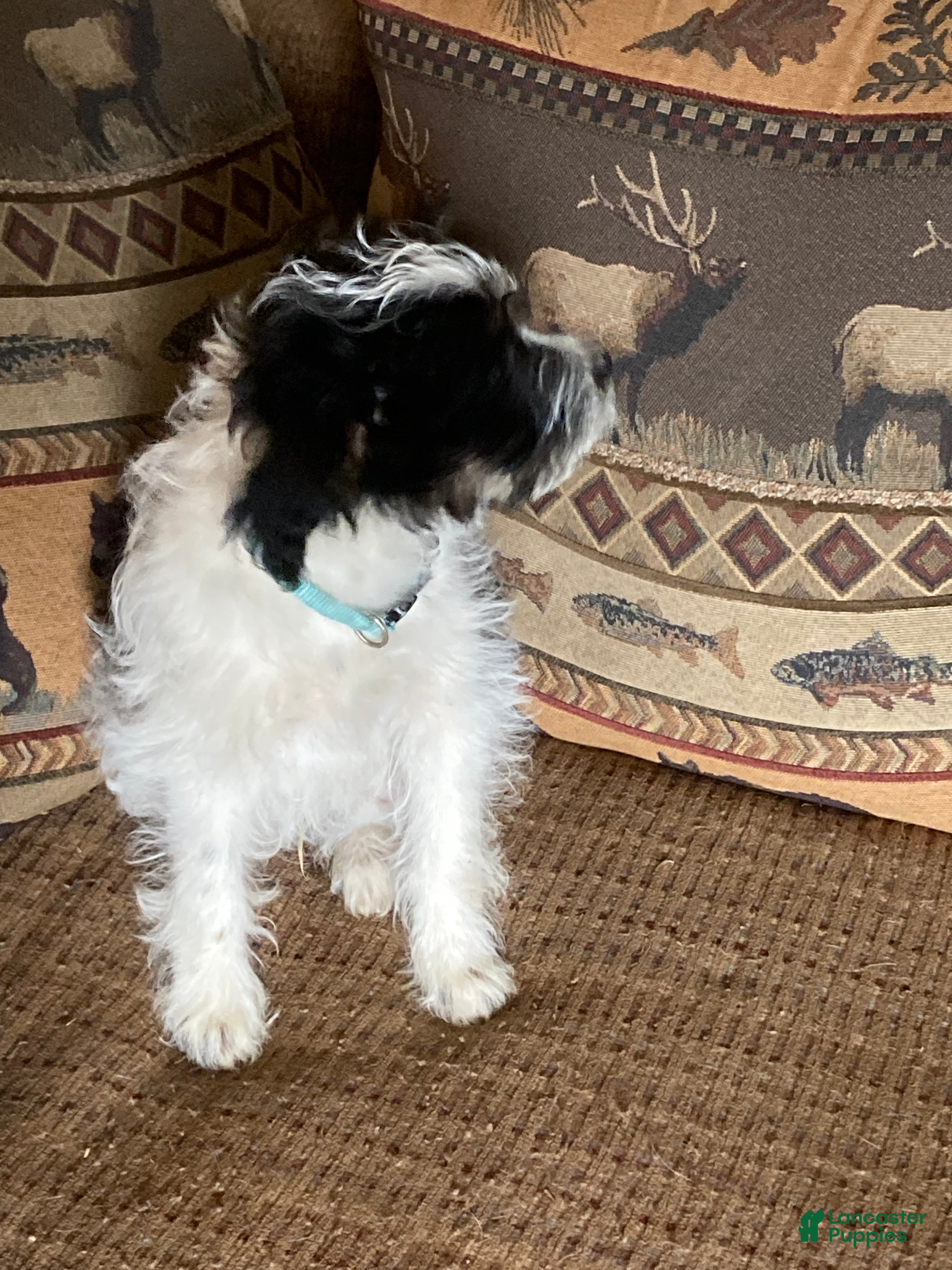 Mini Aussiedoodle dogs Miniature Aussiedoodle Milo - Ad 2