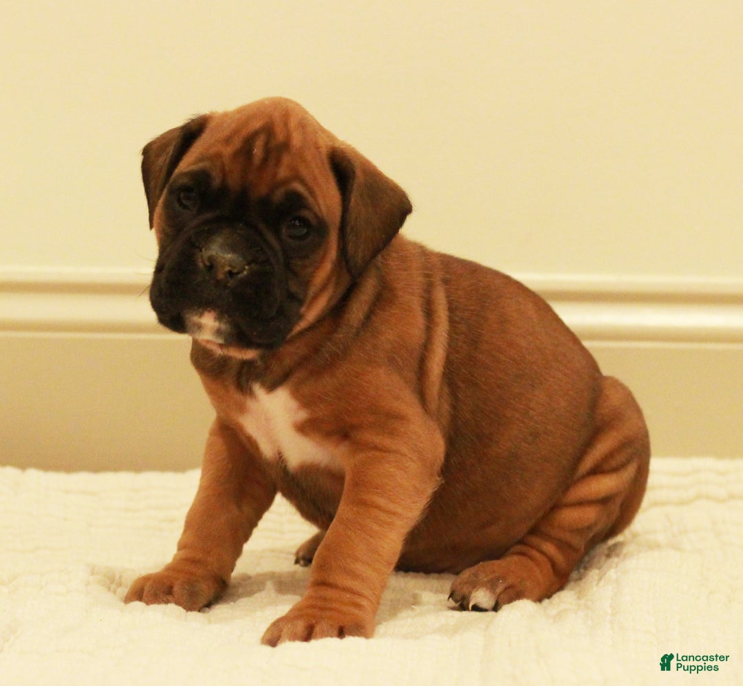 Boxer dogs for sale: Charles - Ad 3
