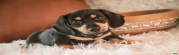 Miniature Dachshund dogs for sale: Bart - Ad 3