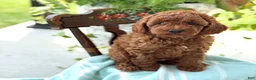 Miniature Poodle dogs for sale: Teddy - Ad 6