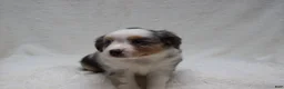 Miniature Australian Shepherd dogs for sale: Brenda - Ad 3