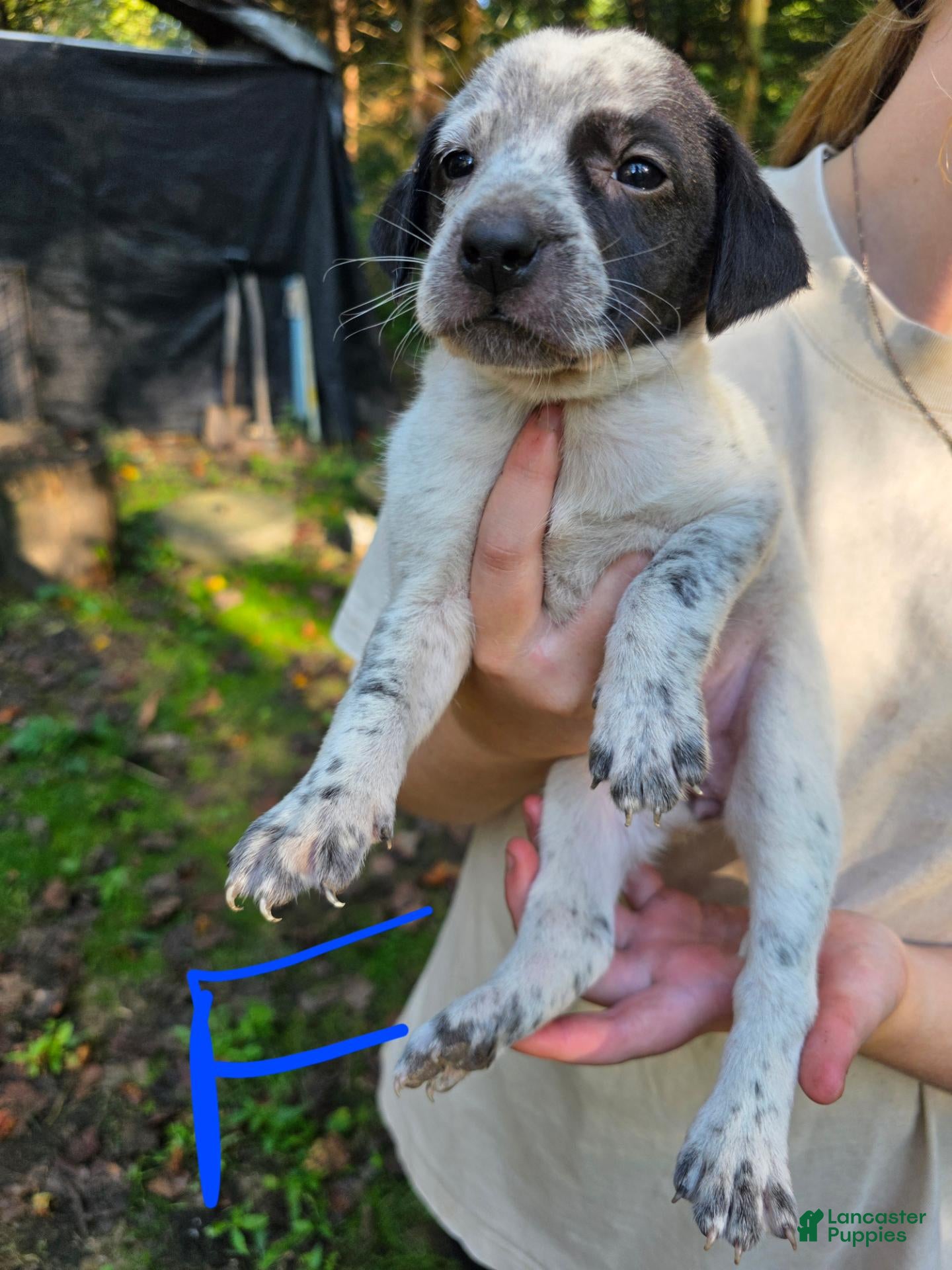Mixed Breed dogs Mixed Breed 1 - Ad 11