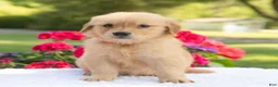 Golden Retriever dogs for sale: Sheba  - Ad 3