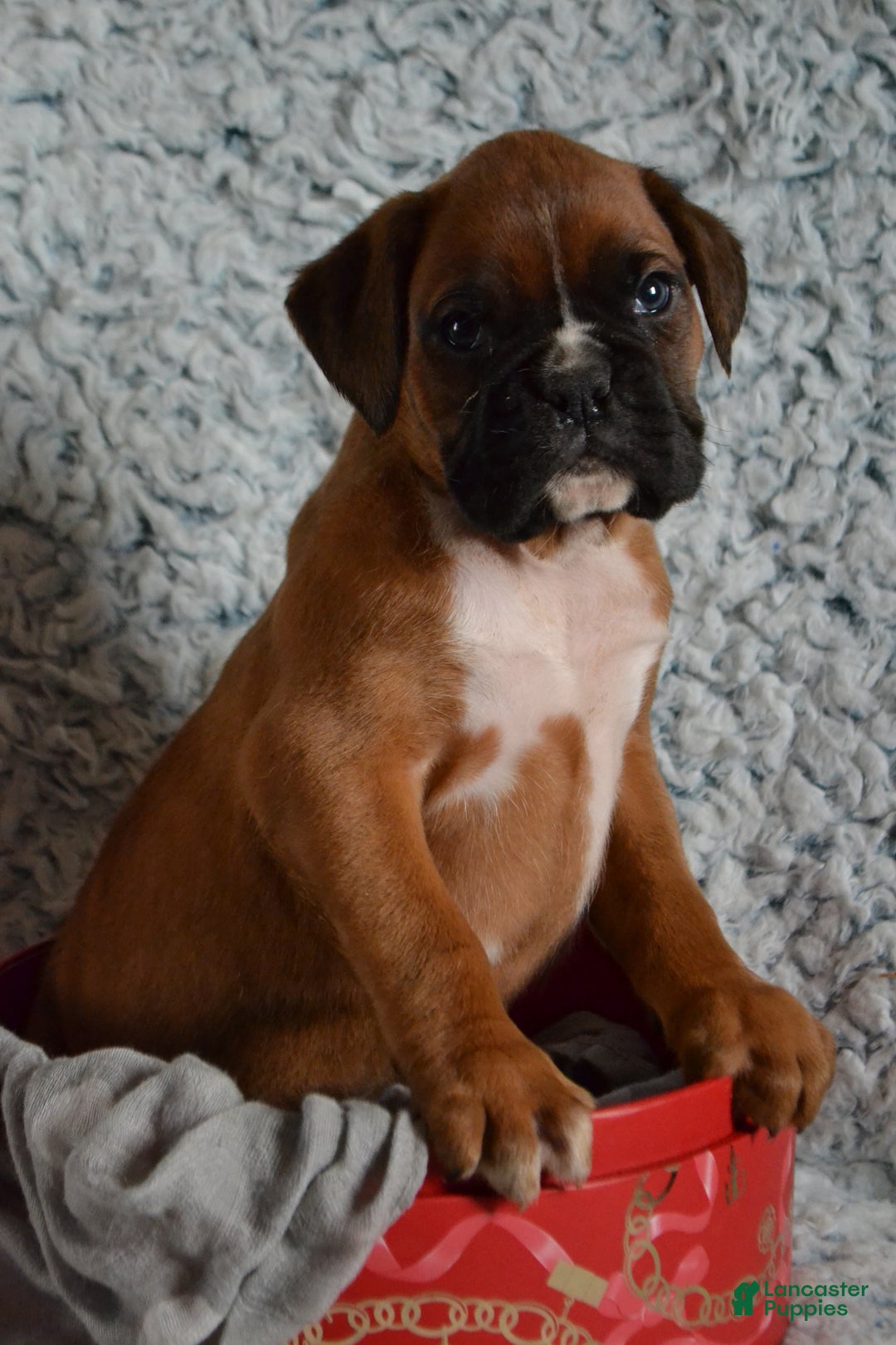 Boxer dogs for sale: Roscoe - Ad 3