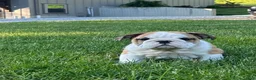 English Bulldog dogs for sale: Zander - Ad 5
