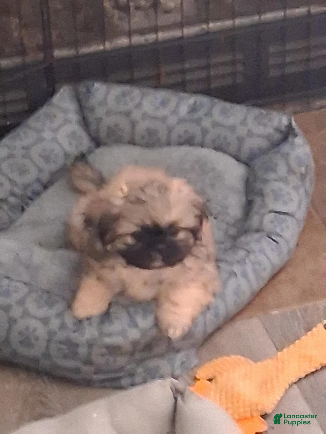 Pekingese dogs for sale:  Monty - Ad 2