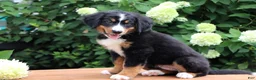 Bernese Mountain Dog dogs for sale: Kyra - Ad 4