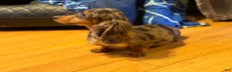 Miniature Dachshund dogs for sale: AKC Russian- Pra clear sale - Ad 22